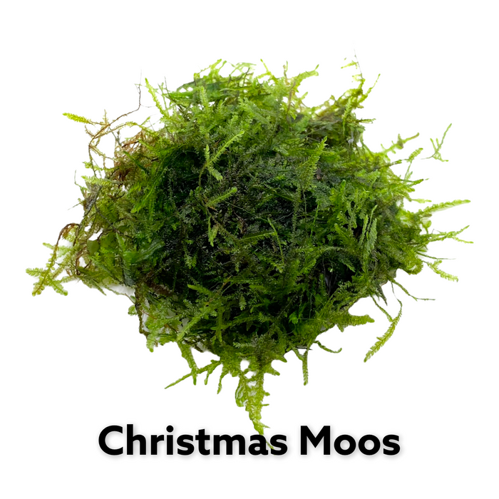Christmas Moos - vesicularia montagnei