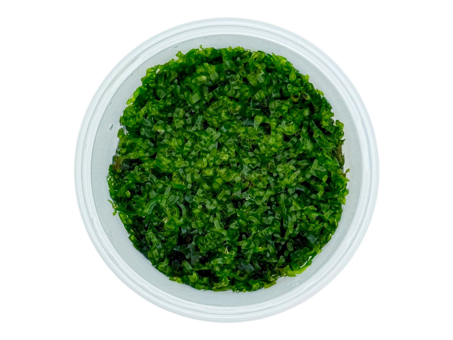 Bolbitis Prothallium In-Vitro 8,5cm Becher