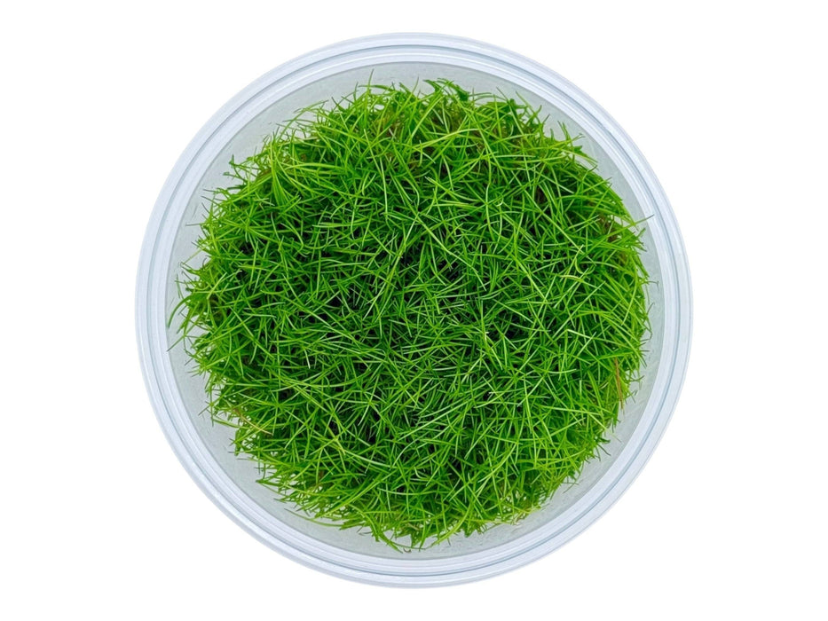 Eleocharis sp. ‘Mini’ In-Vitro 8,5cm Becher