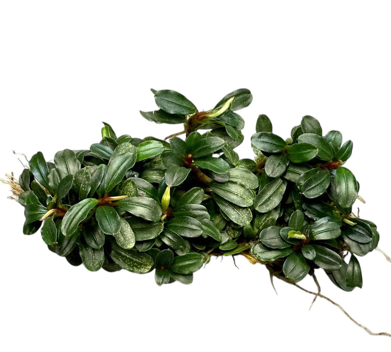 Bucephalandra clumps ver. Sorten