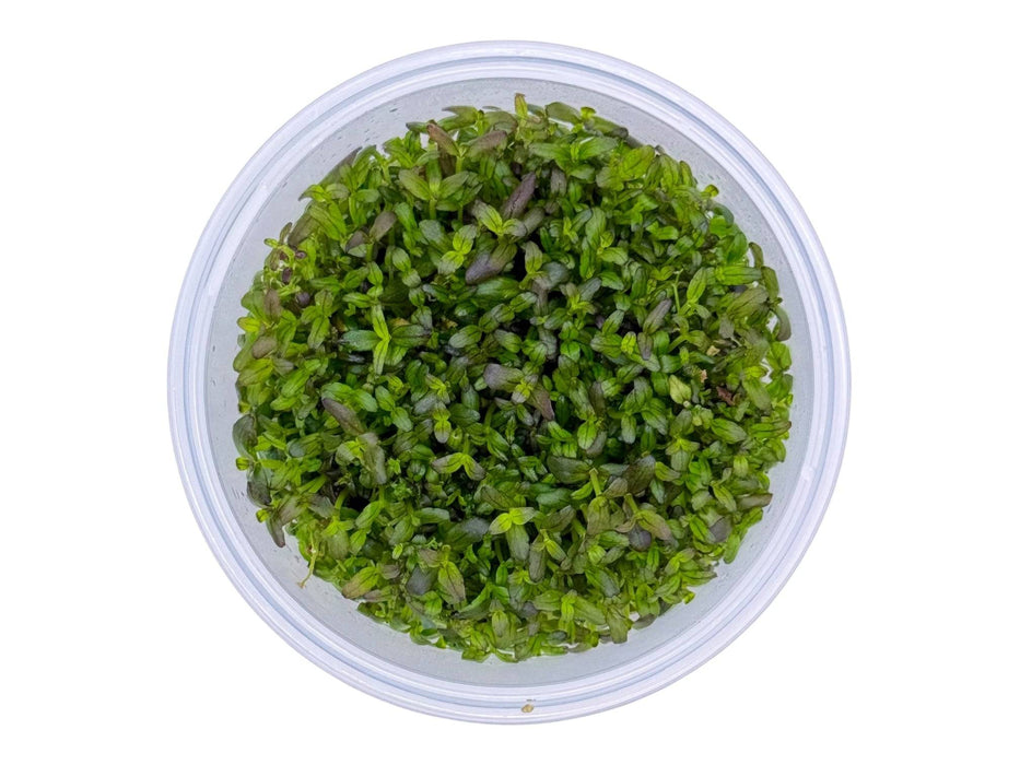 Bacopa salzmanii In-Vitro 8,5cm Becher