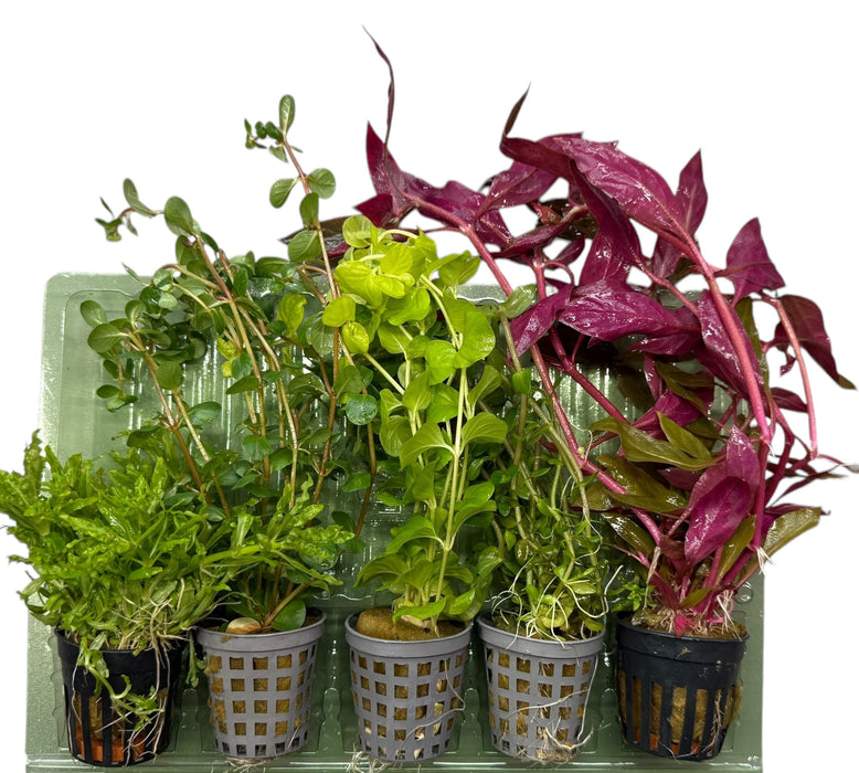 5er Topf Wasserpflanzen , Aquarium Pflanzen Set