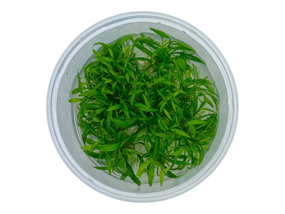 Cryptocoryne parva In-Vitro 8,5cm Becher
