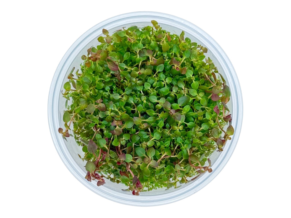 Ludwigia palustris super red In-Vitro 8,5cm Becher