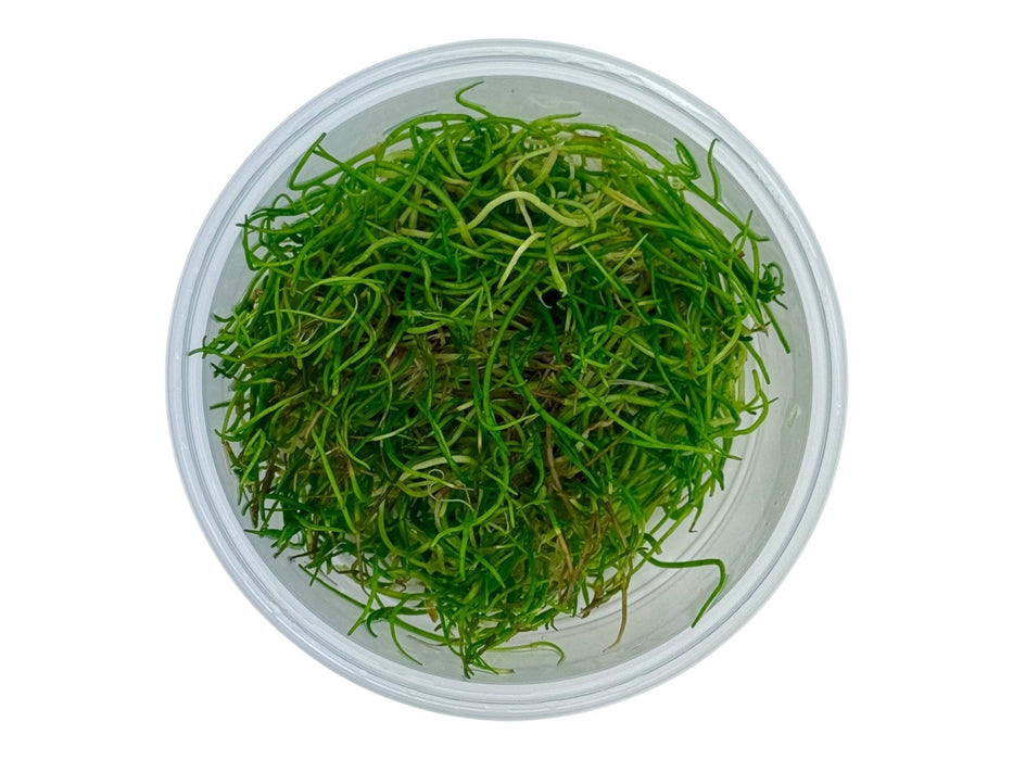 Lilaeopsis muritiana In-Vitro 8,5cm Becher