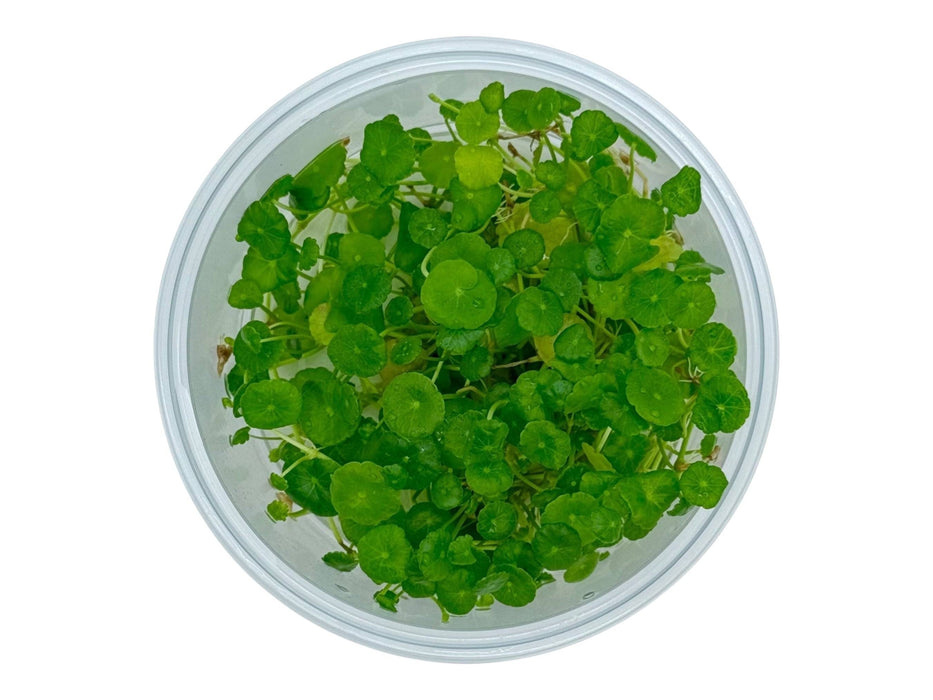 Hydrocotyle verticillata In-Vitro 8,5cm Becher