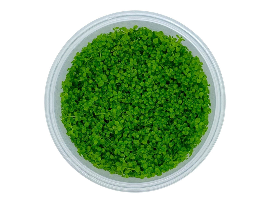 Hemianthus callitrichoides ‘Cuba’ In-Vitro 8,5cm Becher