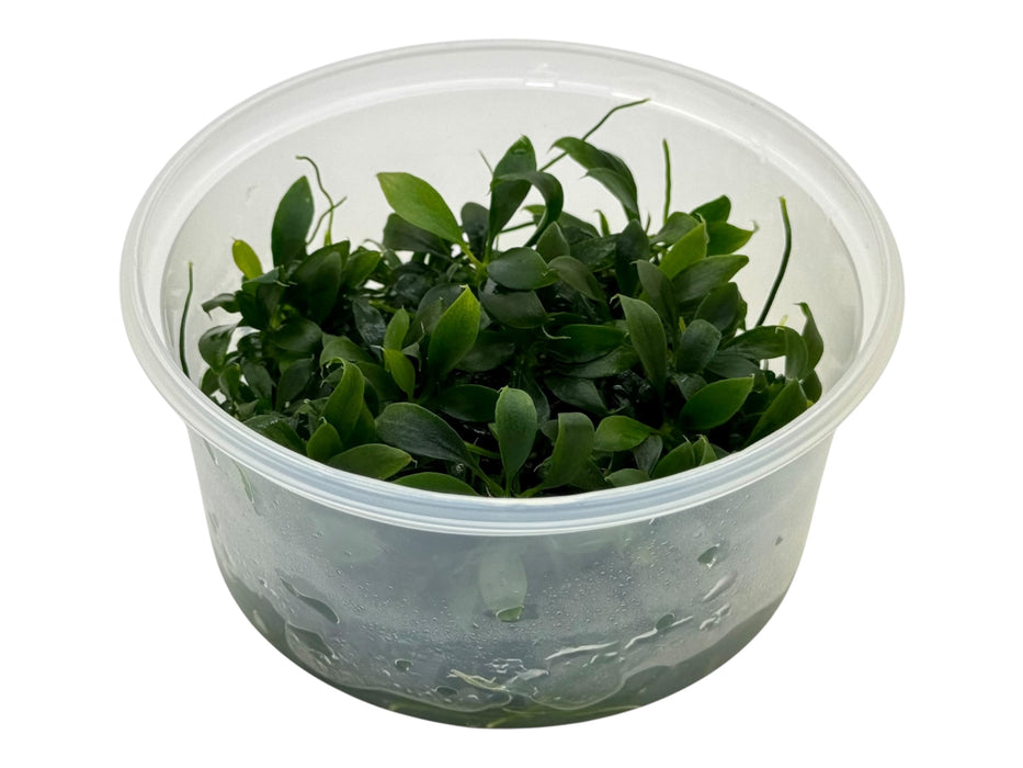 Anubias barteri var. ‘Glabra Small’ In-Vitro 8,5cm Becher