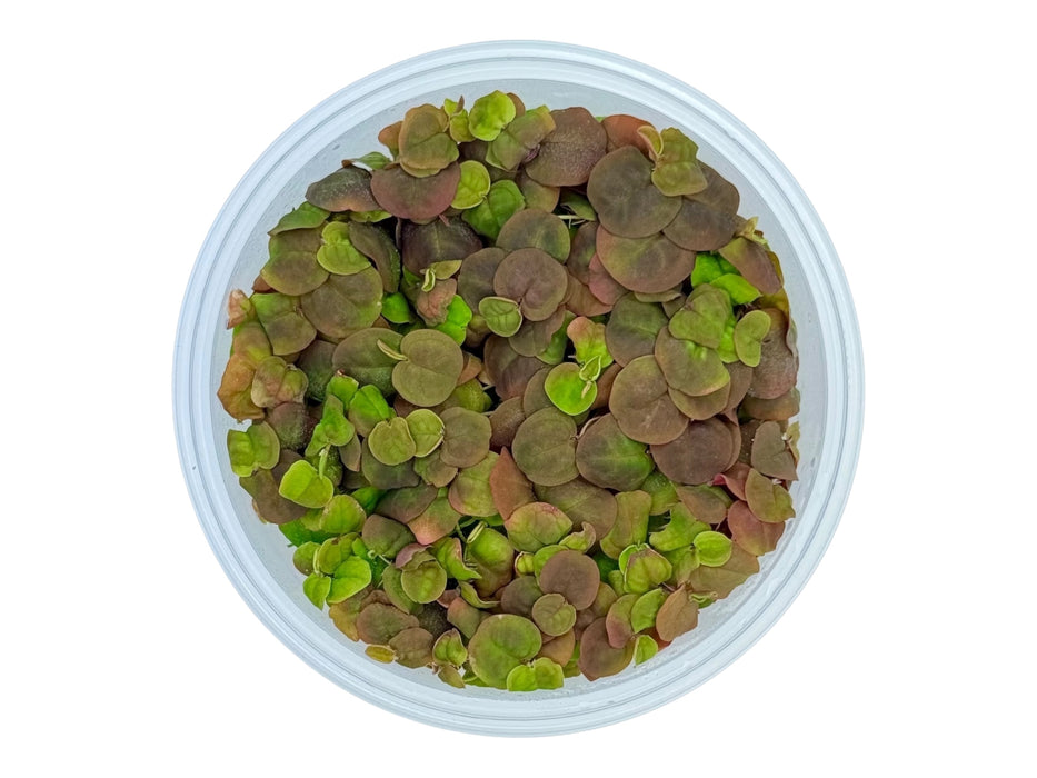 Phyllanthus fluitansi In-Vitro 8,5cm Becher