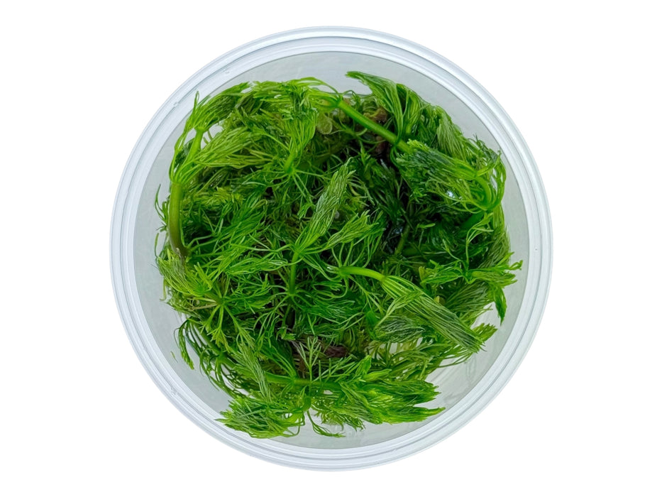 Limnophila aquatica In-Vitro 8,5cm Becher