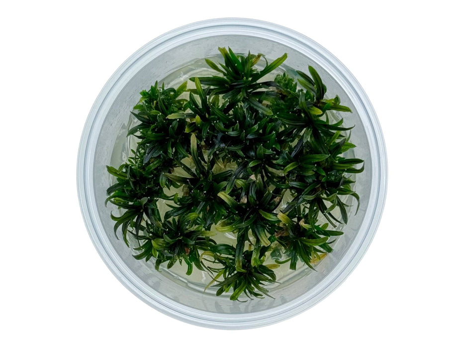 Bucephalandra filiformis In-Vitro 8,5cm Becher