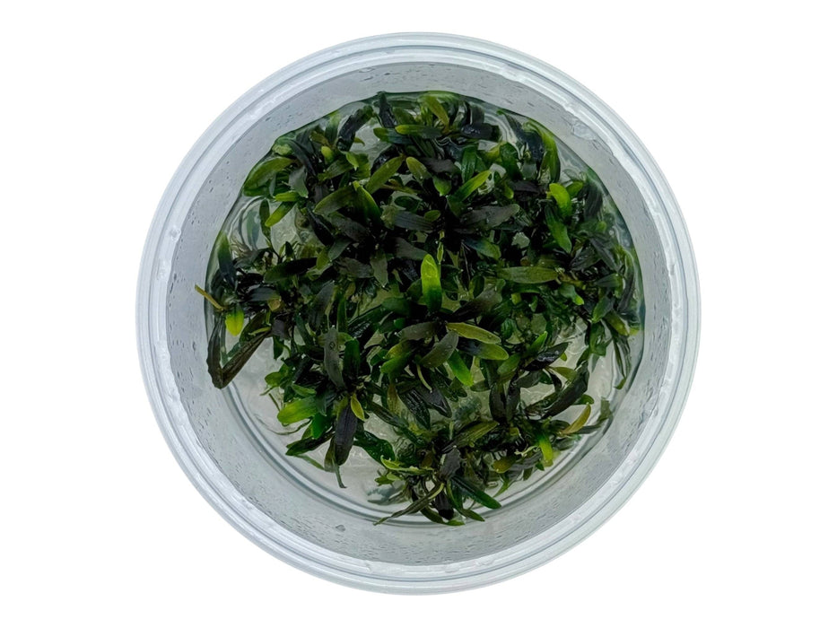 Bucephalandra Velvet Tricolor In-Vitro 8,5cm Becher