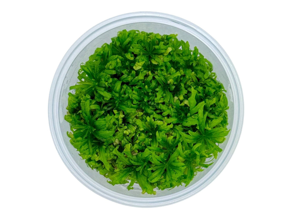 Pogostemon helferi In-Vitro 8,5cm Becher