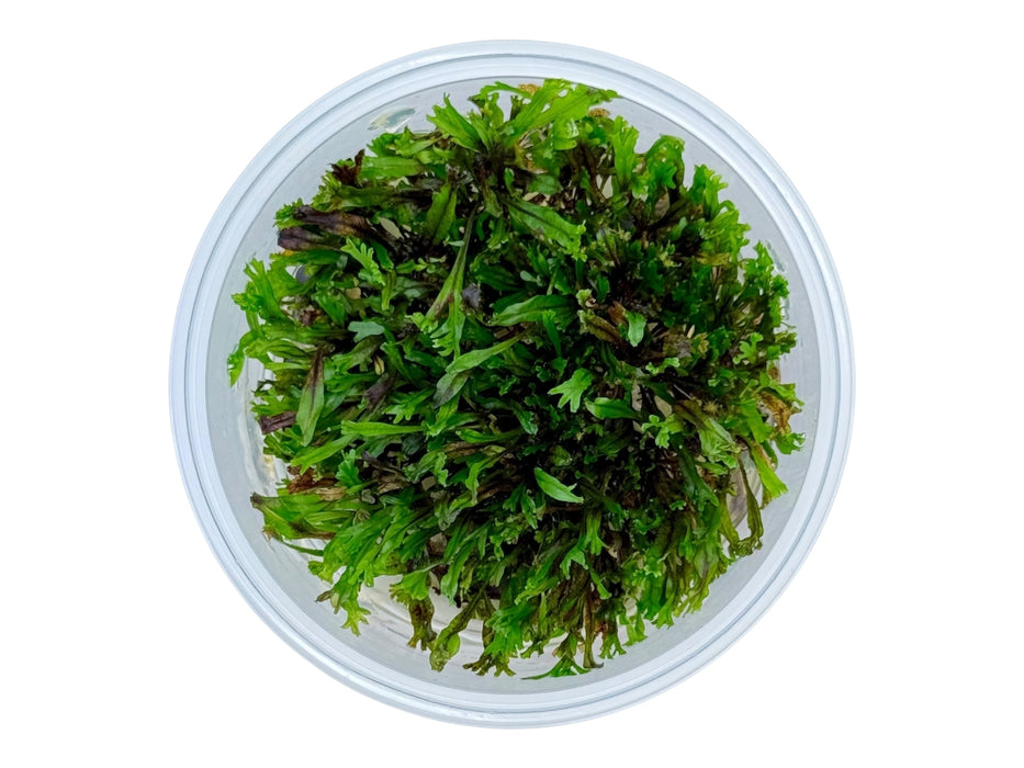 Microsorum pteropus ‘Windeløv’ In-Vitro 8,5cm Becher