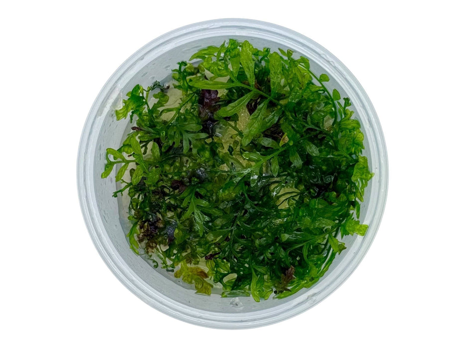 Bolbitis heudelotii In-Vitro 8,5cm Becher