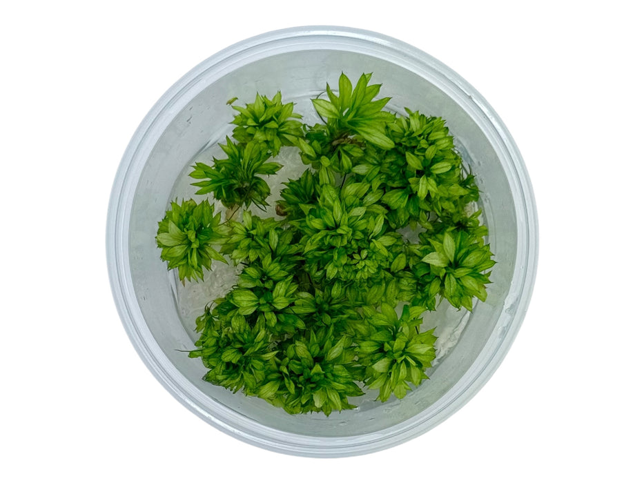Anubias ‘Green Tea’ In-Vitro 8,5cm Becher