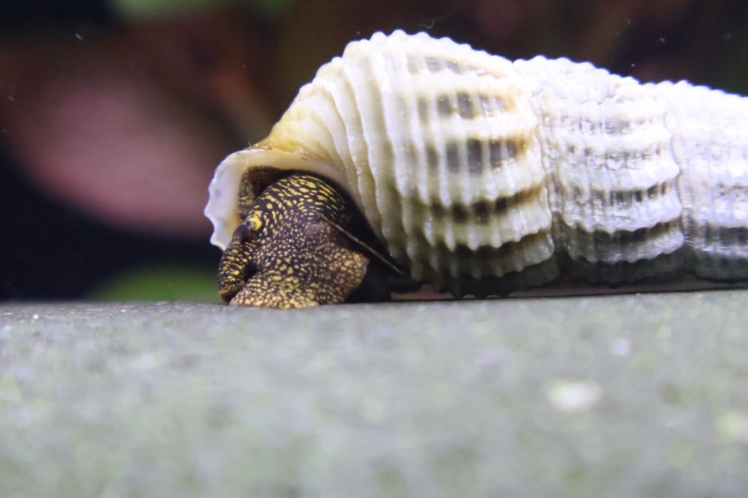 Himalaya Turmdeckelschnecke - Tylomelania