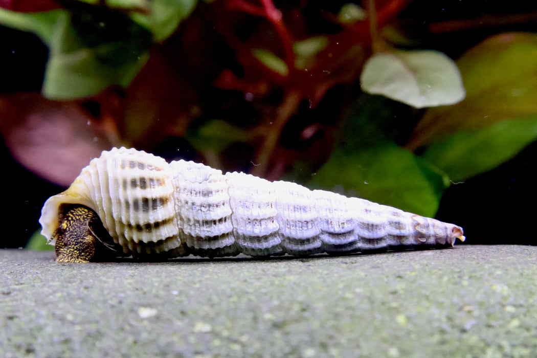 Himalaya Turmdeckelschnecke - Tylomelania