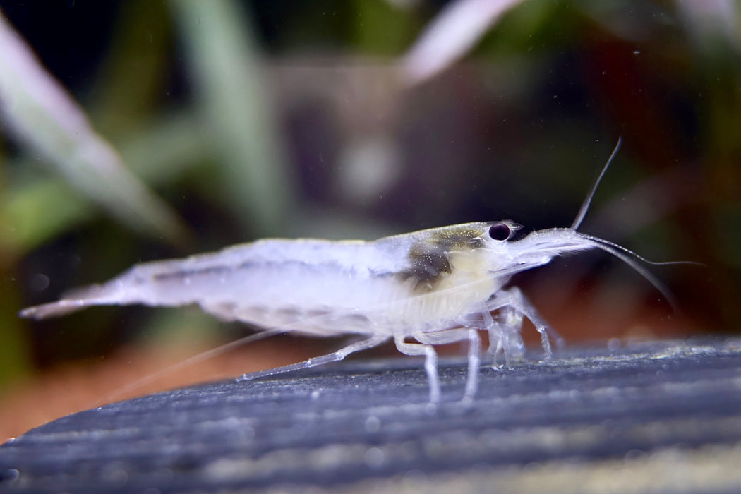 Weiße Amano Garnele Größe L - Caridina multidentata, Zwerggarnele auf dunklem Untergrund im Aquarium, ideal zur Algenkontrolle.