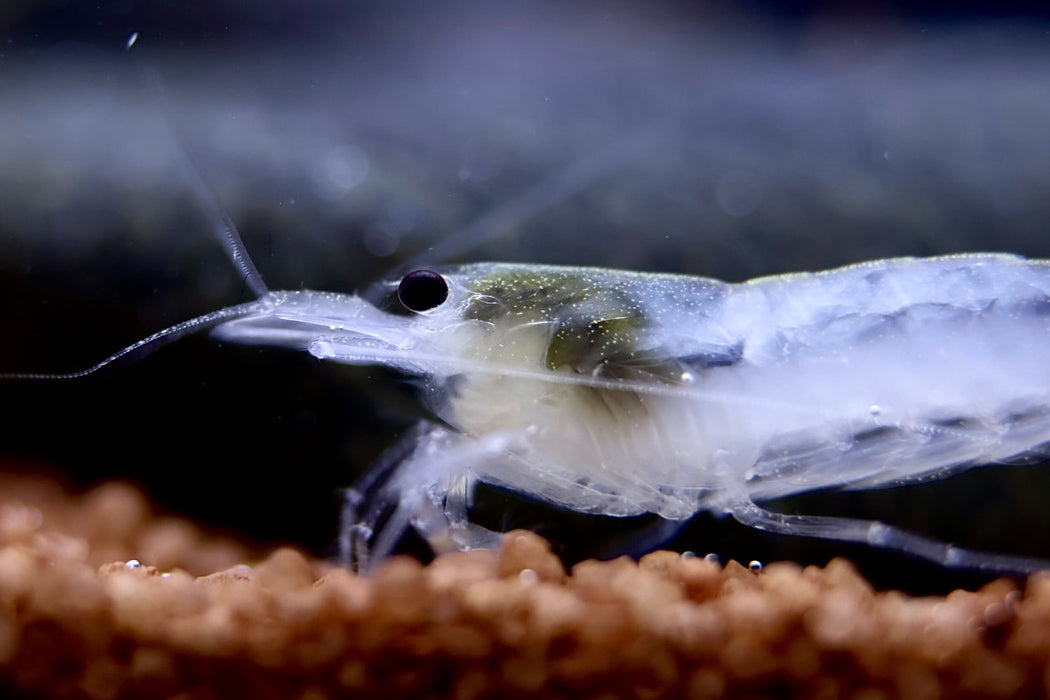 Weiße Amano Garnele Größe L - Caridina multidentata, Zwerggarnele auf dunklem Untergrund im Aquarium, ideal zur Algenkontrolle.