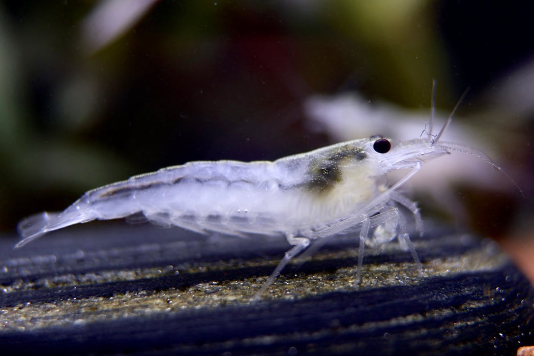 Weiße Amano Garnele Größe L - Caridina multidentata, Zwerggarnele auf dunklem Untergrund im Aquarium, ideal zur Algenkontrolle.