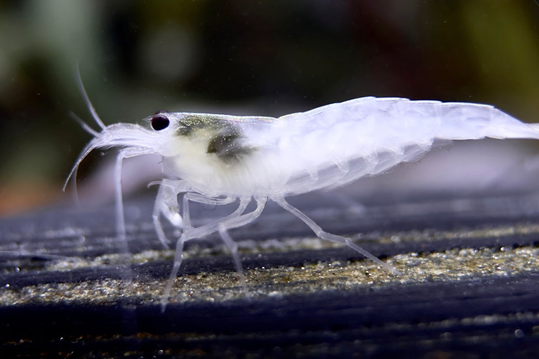 Weiße Amano Garnele Größe L - Caridina multidentata, Zwerggarnele auf dunklem Untergrund im Aquarium, ideal zur Algenkontrolle.