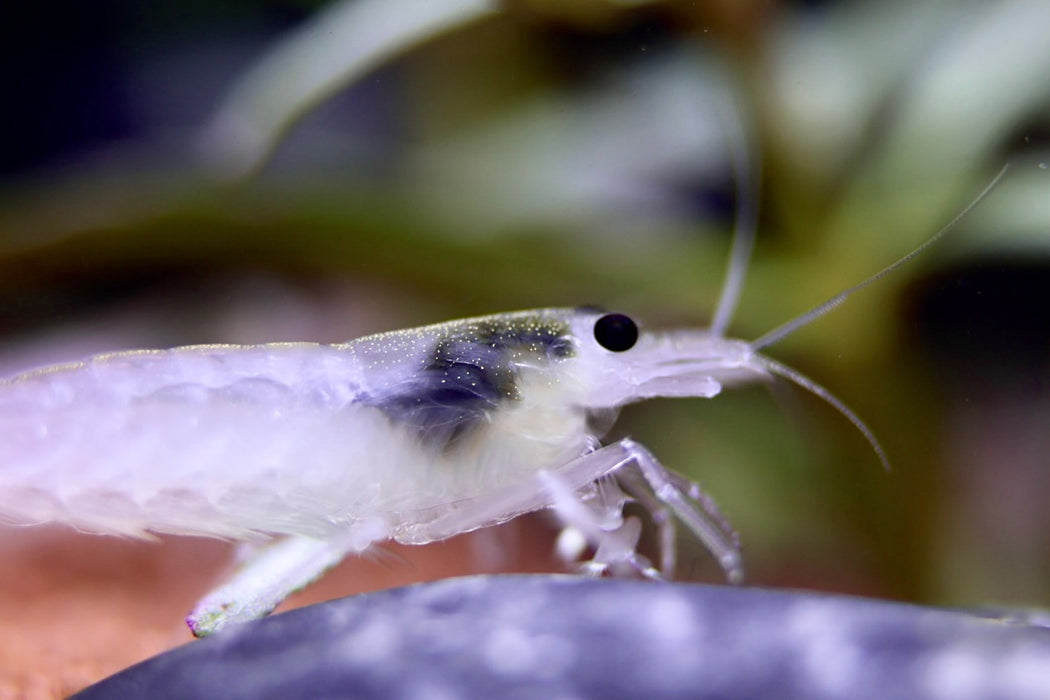 Weiße Amano Garnele Größe L - Caridina multidentata, Zwerggarnele auf dunklem Untergrund im Aquarium, ideal zur Algenkontrolle.