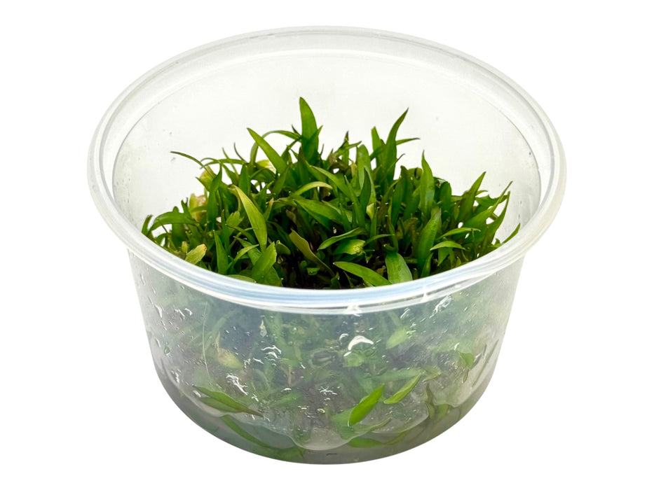 Cryptocoryne undulata In-Vitro 8,5cm Becher