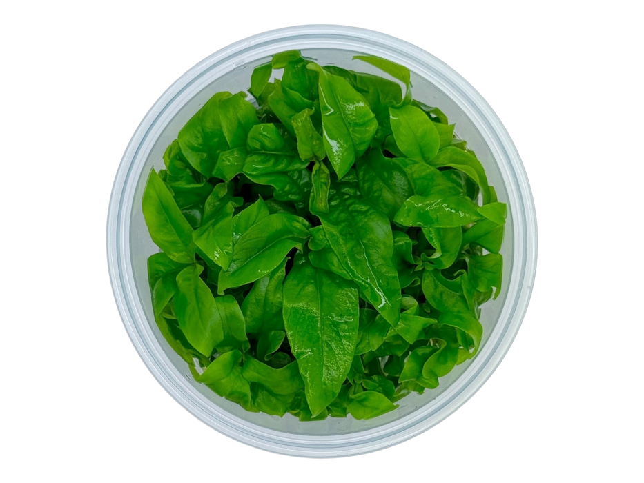 Hygrophila siamensis In-Vitro 8,5cm Becher