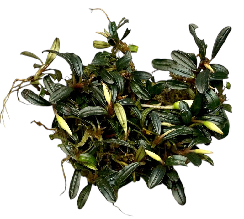 Bucephalandra clumps ver. Sorten