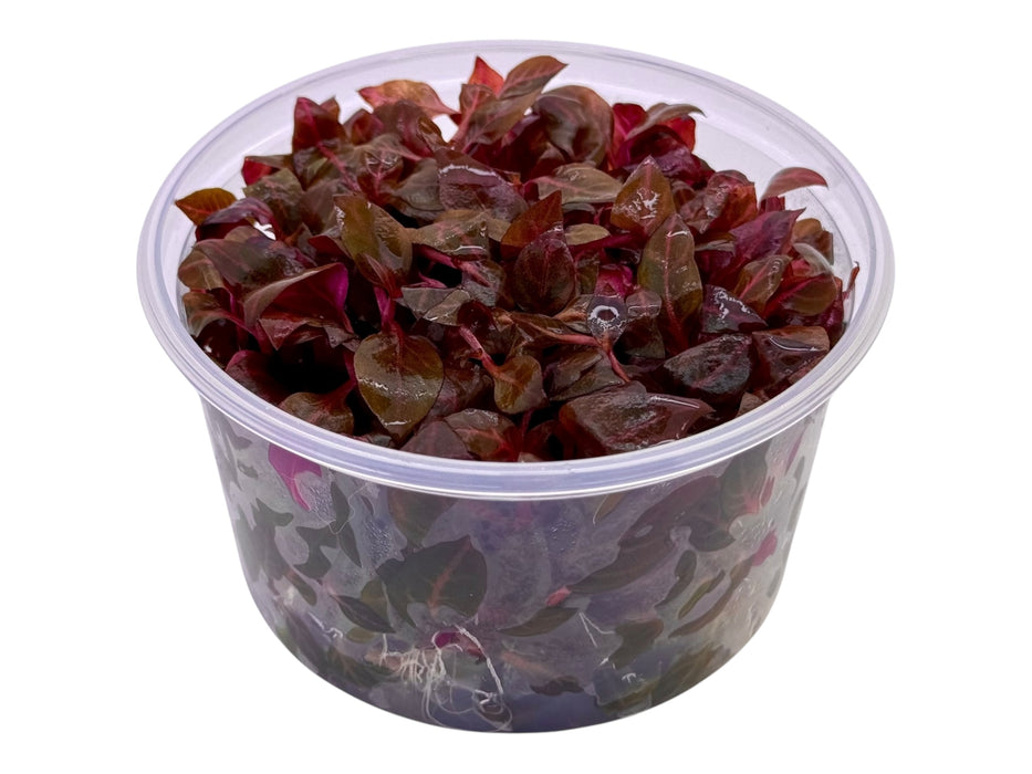 Alternanthera Red Ruby In-Vitro 8,5cm Becher