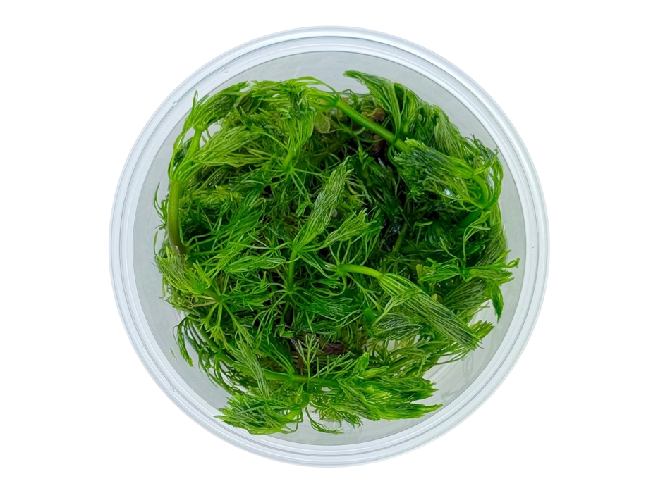 Limnophila aquatica In-Vitro 8,5cm Becher
