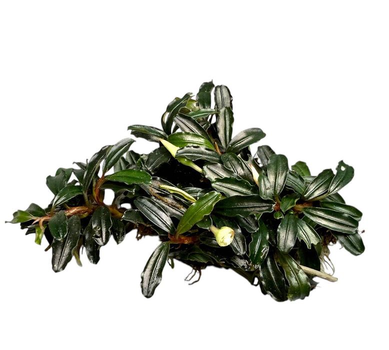 Bucephalandra clumps ver. Sorten