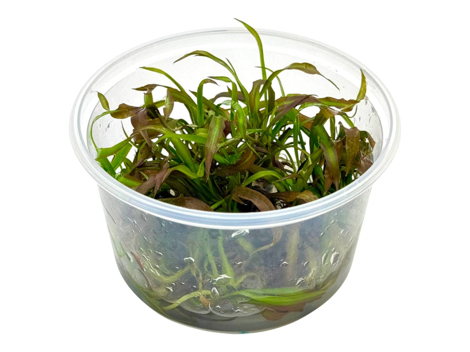 Cryptocoryne spiralis ‘Rot’ In-Vitro 8,5cm Becher