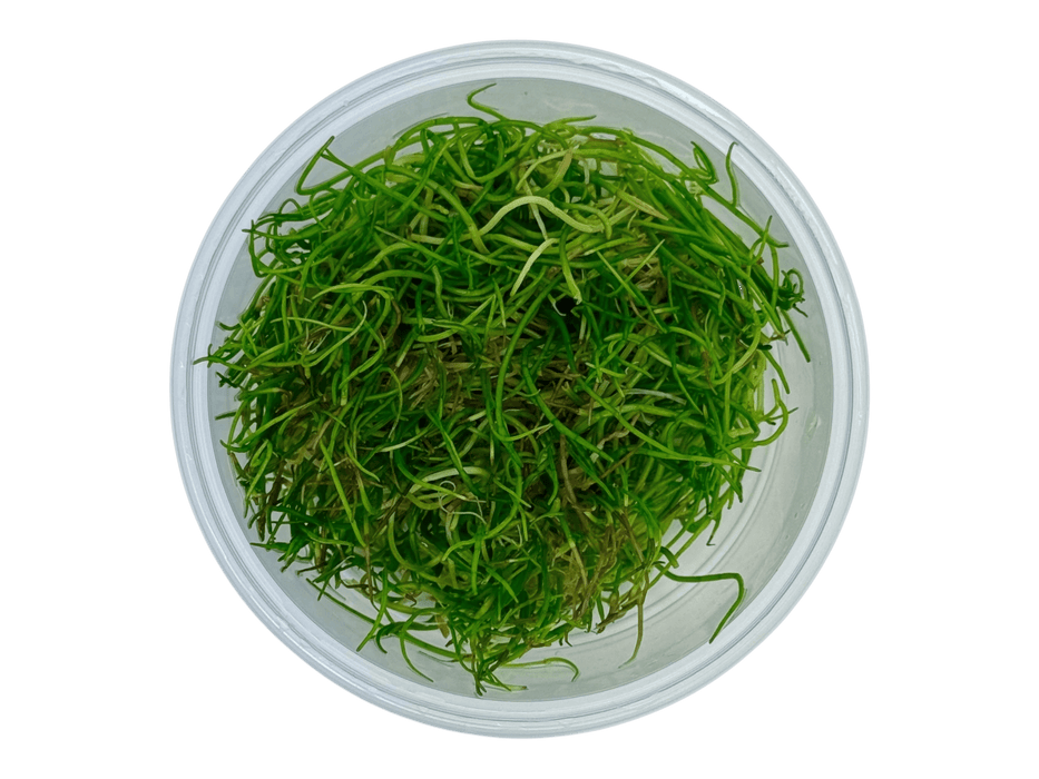 Lilaeopsis muritiana In-Vitro 8,5cm Becher