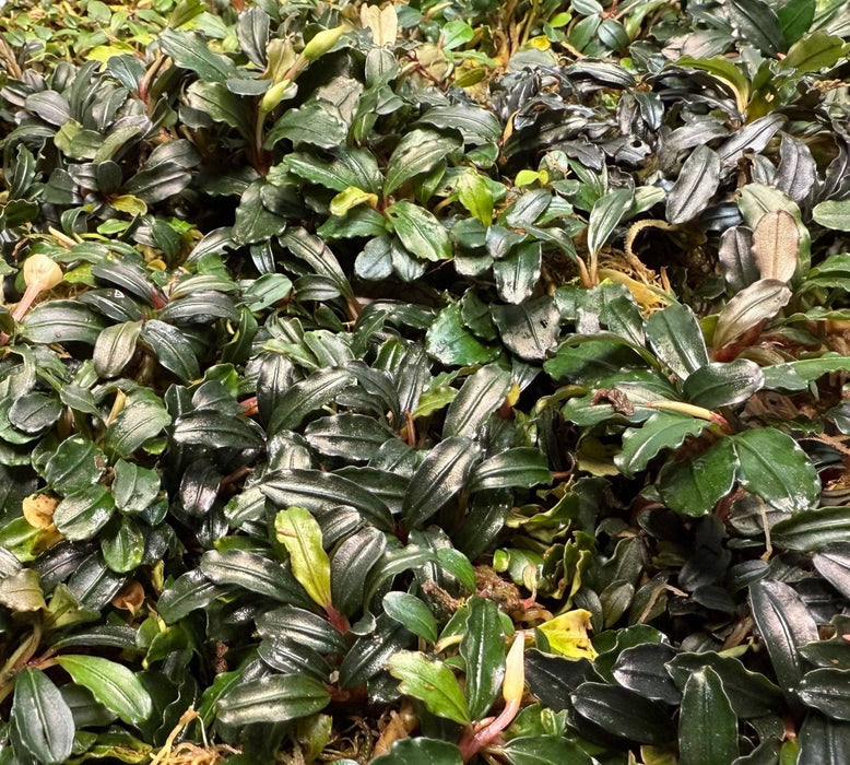 Bucephalandra clumps ver. Sorten