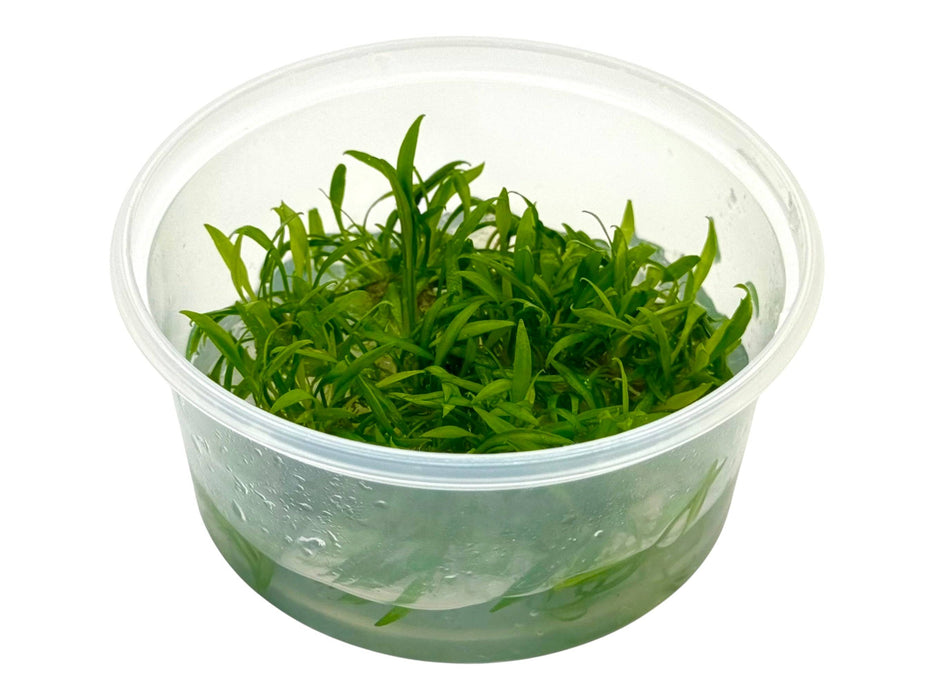 Cryptocoryne parva In-Vitro 8,5cm Becher