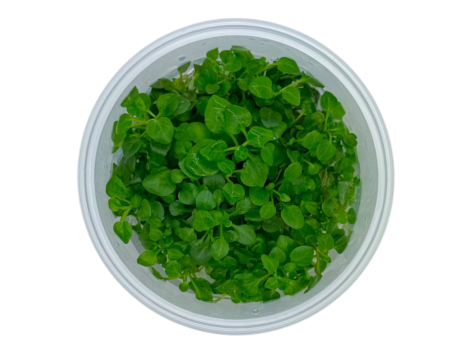 Lobelia cardinalis nana In-Vitro 8,5cm Becher