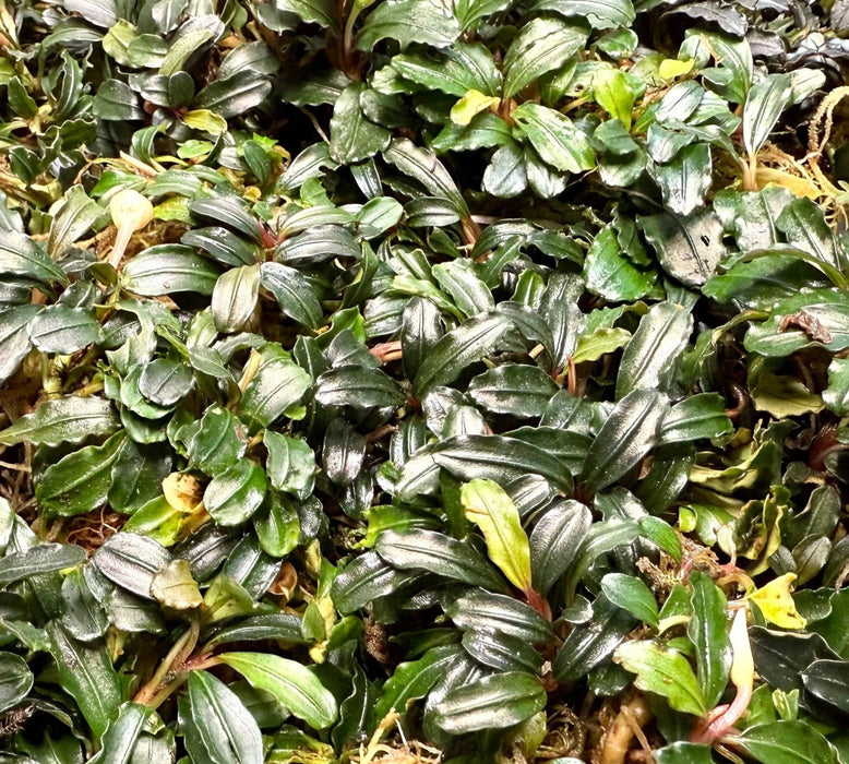 Bucephalandra clumps ver. Sorten