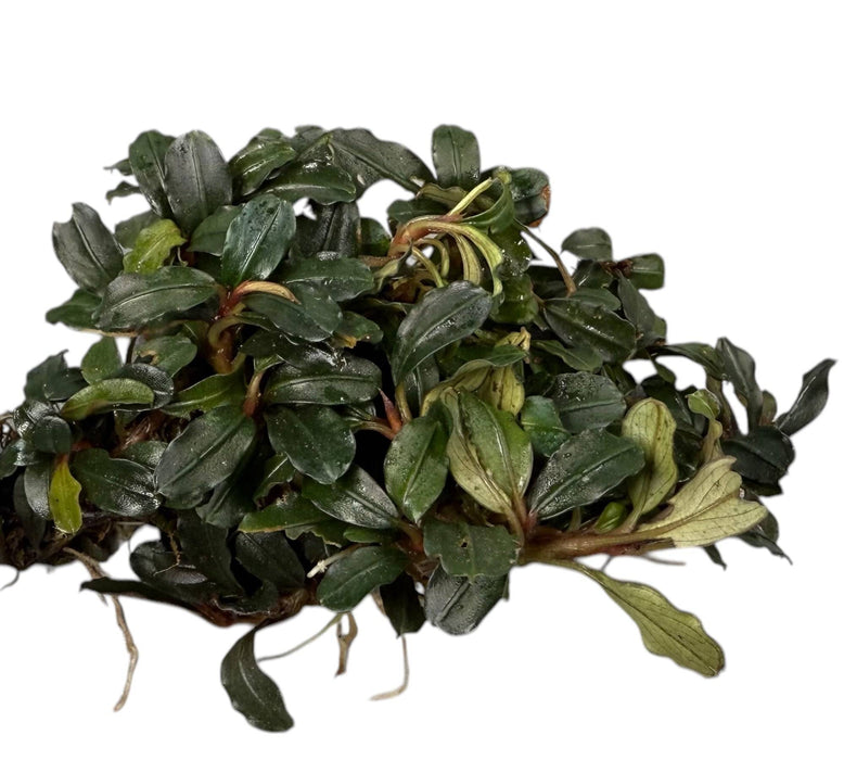 Bucephalandra clumps ver. Sorten