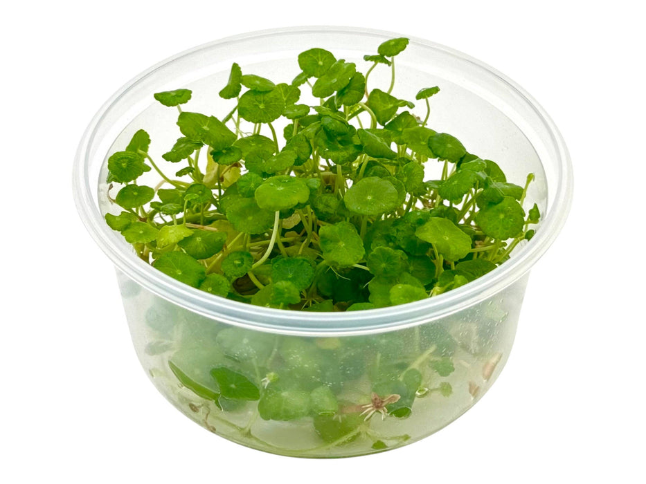 Hydrocotyle verticillata In-Vitro 8,5cm Becher