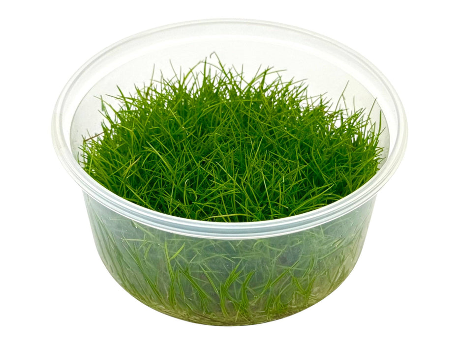 Eleocharis sp. ‘Mini’ In-Vitro 8,5cm Becher