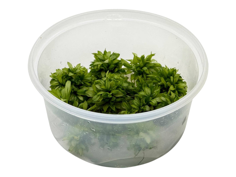 Anubias ‘Green Tea’ In-Vitro 8,5cm Becher