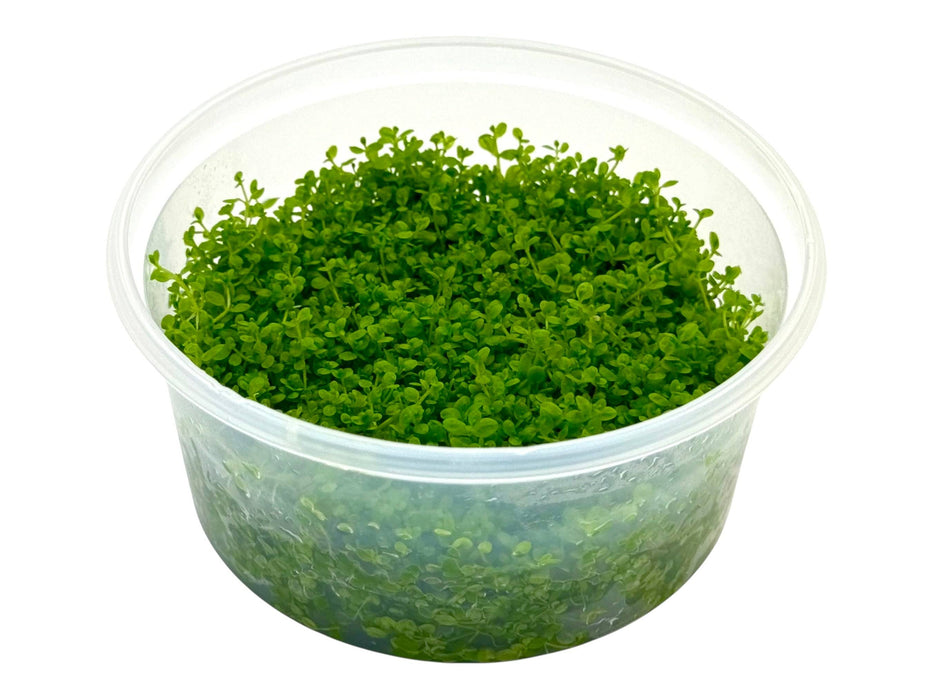 Hemianthus callitrichoides ‘Cuba’ In-Vitro 8,5cm Becher