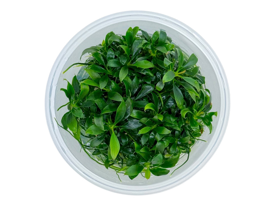 Anubias barteri var. ‘Glabra Small’ In-Vitro 8,5cm Becher