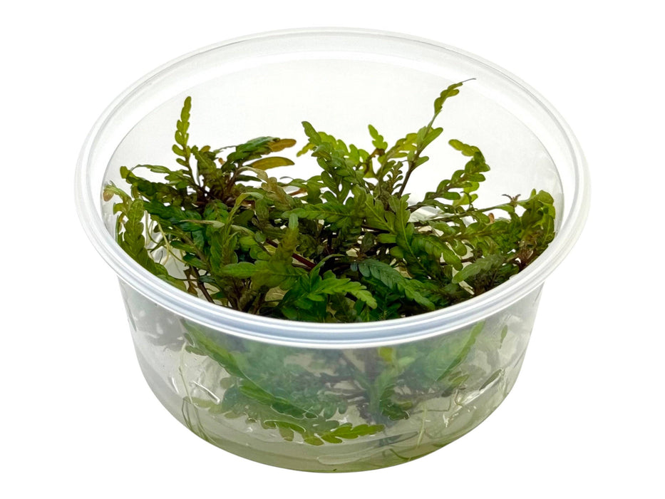 Hygrophila pinnatifida In-Vitro 8,5cm Becher