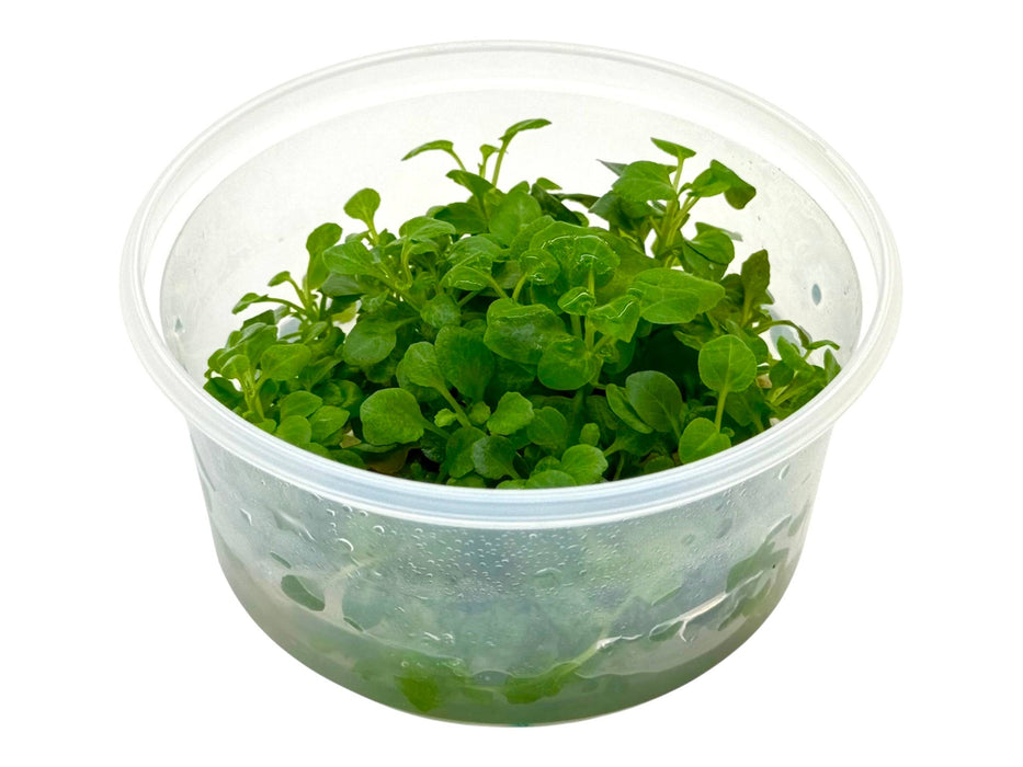 Lobelia cardinalis nana In-Vitro 8,5cm Becher