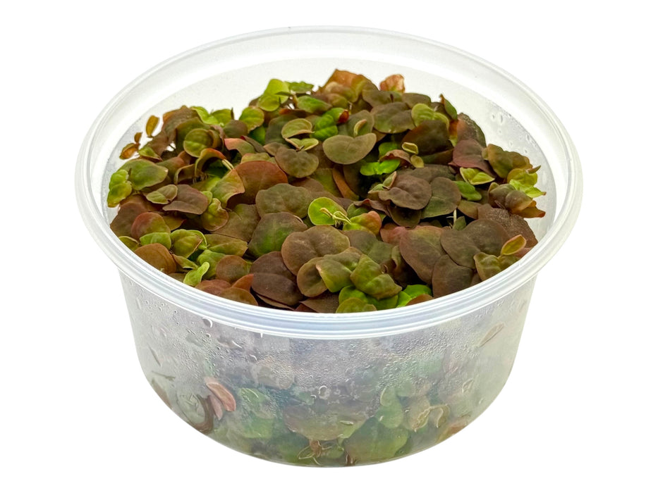 Phyllanthus fluitansi In-Vitro 8,5cm Becher