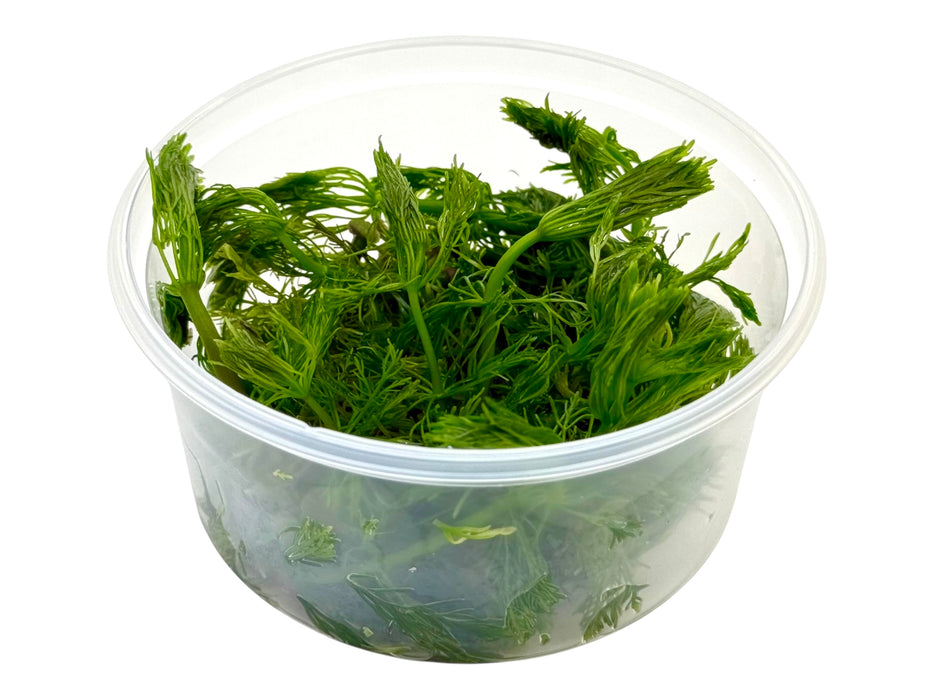 Limnophila aquatica In-Vitro 8,5cm Becher