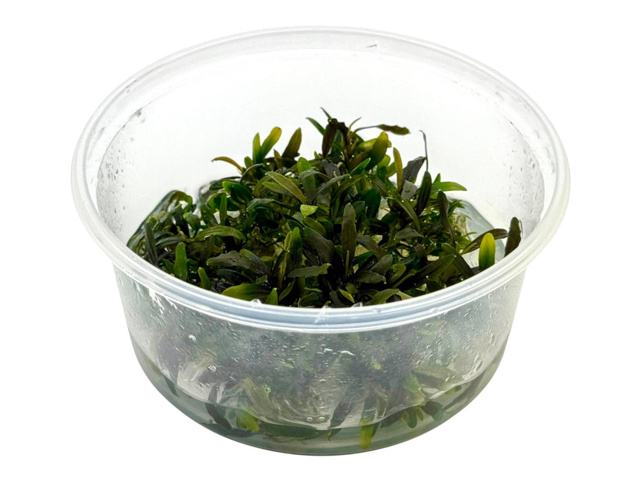 Bucephalandra Velvet Tricolor In-Vitro 8,5cm Becher